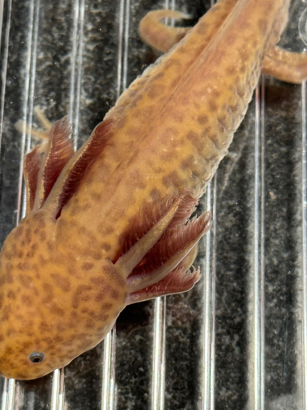 Thumbnail: "Sodium" Hypomelanistic Axolotl (DNA Confirmed Male)