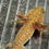 Thumbnail: "Squeeze Shampoo"RFP Copper Axolotl (DNA Confirmed Female)