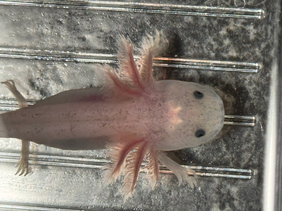 Thumbnail: "Symphony" Dirty Leucistic Axolotl (Unsexed)