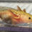Thumbnail: "Citris Splash" RFP Hypomelanistic Axolotl (Unsexed)