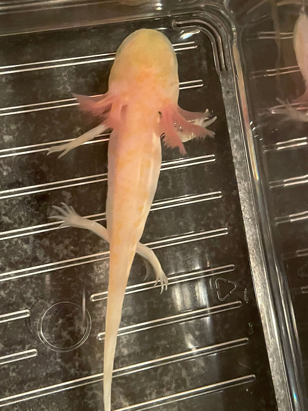 Thumbnail: "Fruit Loop" Hypomelanistic Albino Melanoid Axolotl