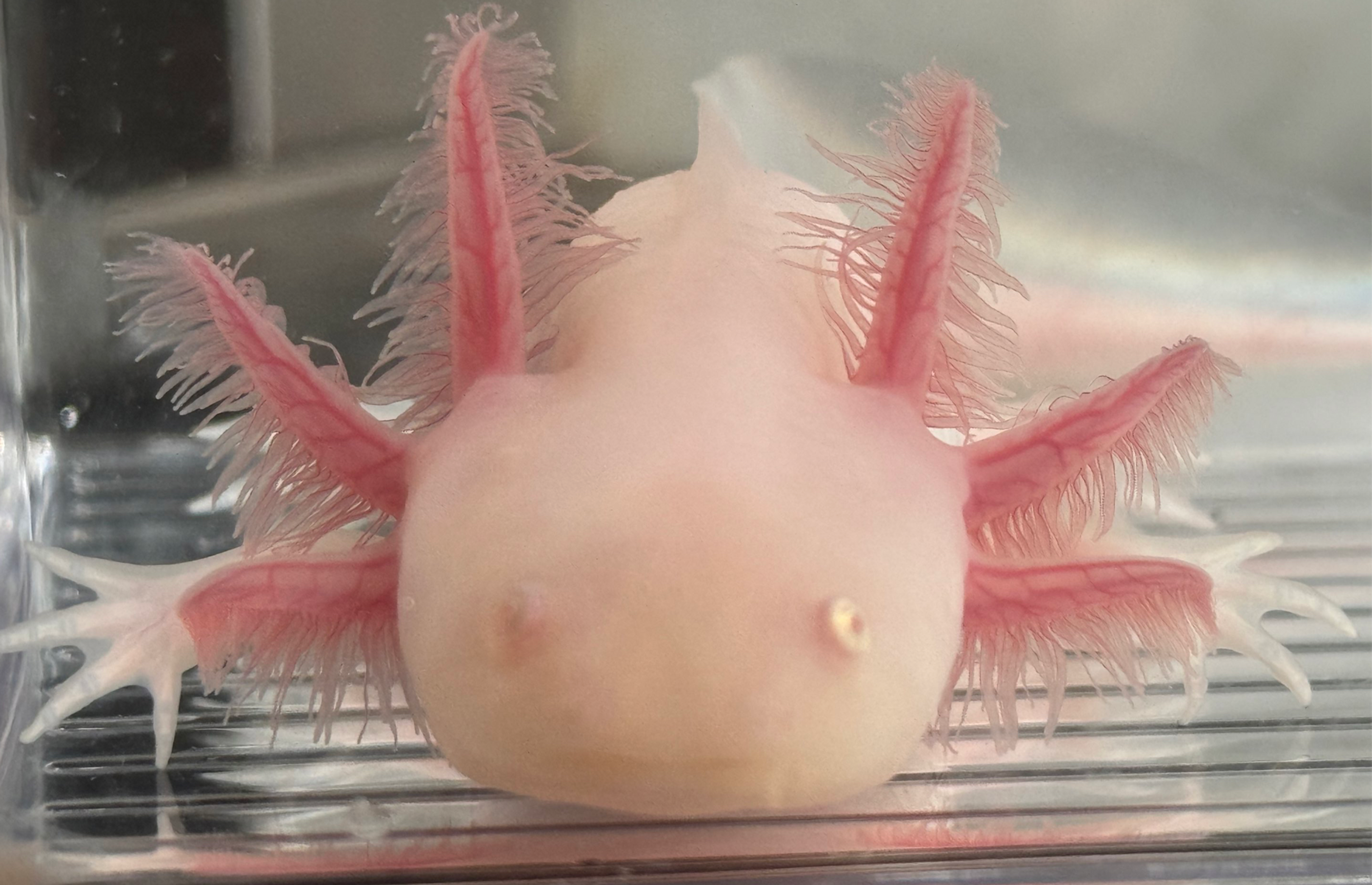 "Megawatt Hot" RFP White Albino Axolotl (DNA Confirmed Male)