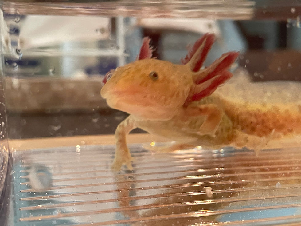 Thumbnail: "Grover Cronin" High Iridophore Copper Axolotl