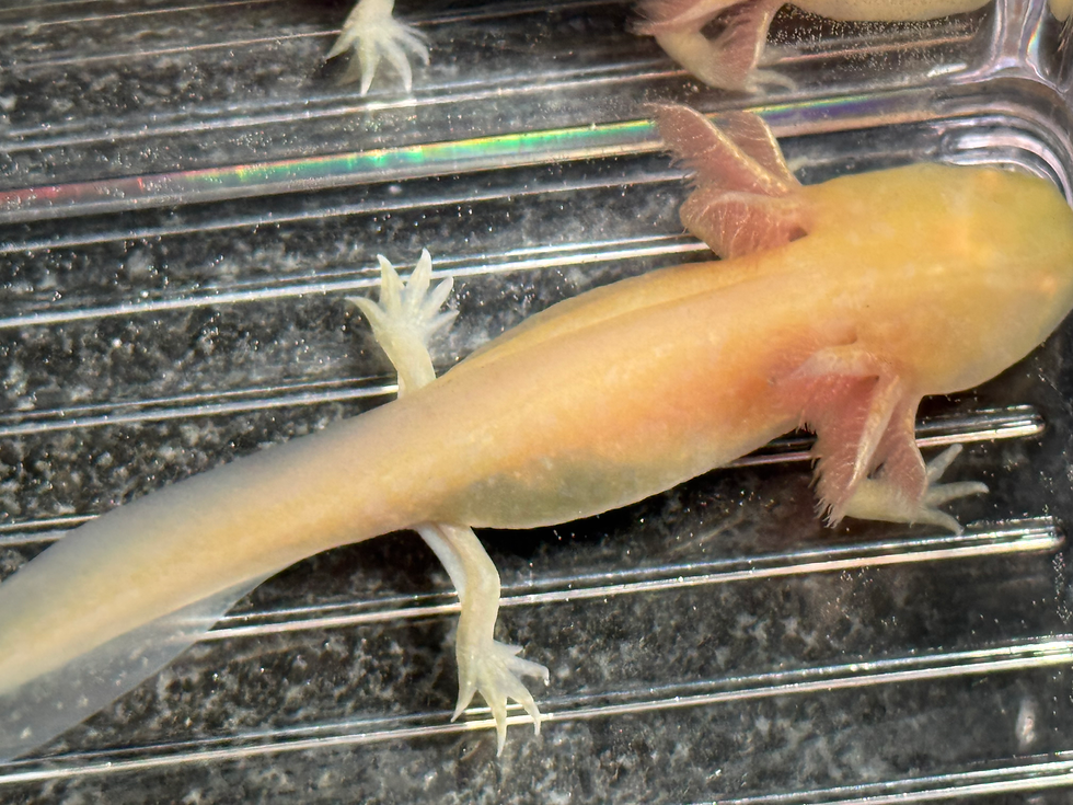 Thumbnail: "Vanilla Bean Delight" Golden Albino Axolotl (Unsexed)