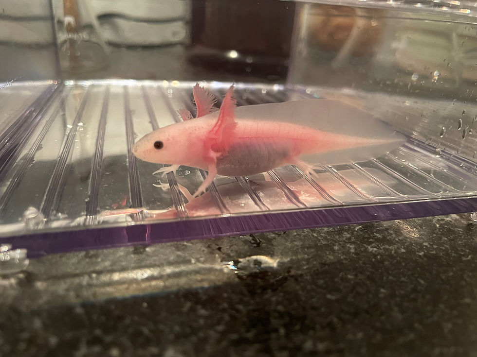 Thumbnail: "True" Leucistic Axolotl