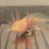 Thumbnail: "Fruit Loop" Hypomelanistic Albino Melanoid Axolotl