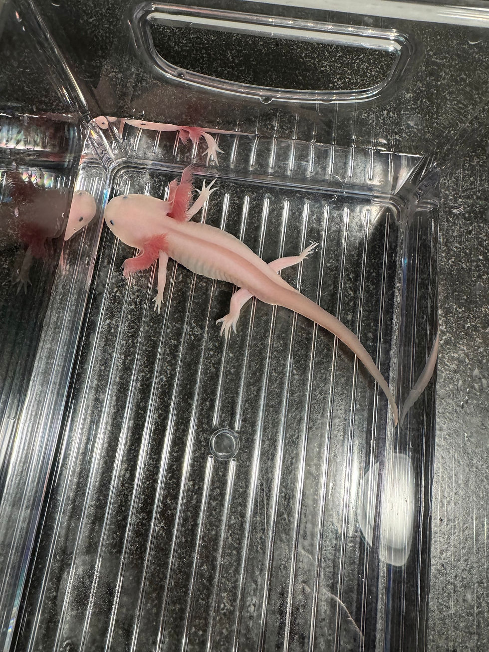 Thumbnail: "Flourine" Leucistic Melanoid Axolotl (DNA Confirmed Male)