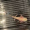 Thumbnail: "Powdered Donut" Hypomelanistic Albino Melanoid Axolotl
