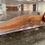 Thumbnail: "Jordan Marsh" Copper Melanoid Axolotl (Confirmed Male)