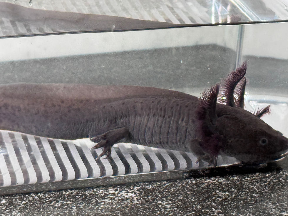 Thumbnail: "Hello Bubblers" RFP Axanthic Melanoid Axolotl (Visually Confirmed Male)