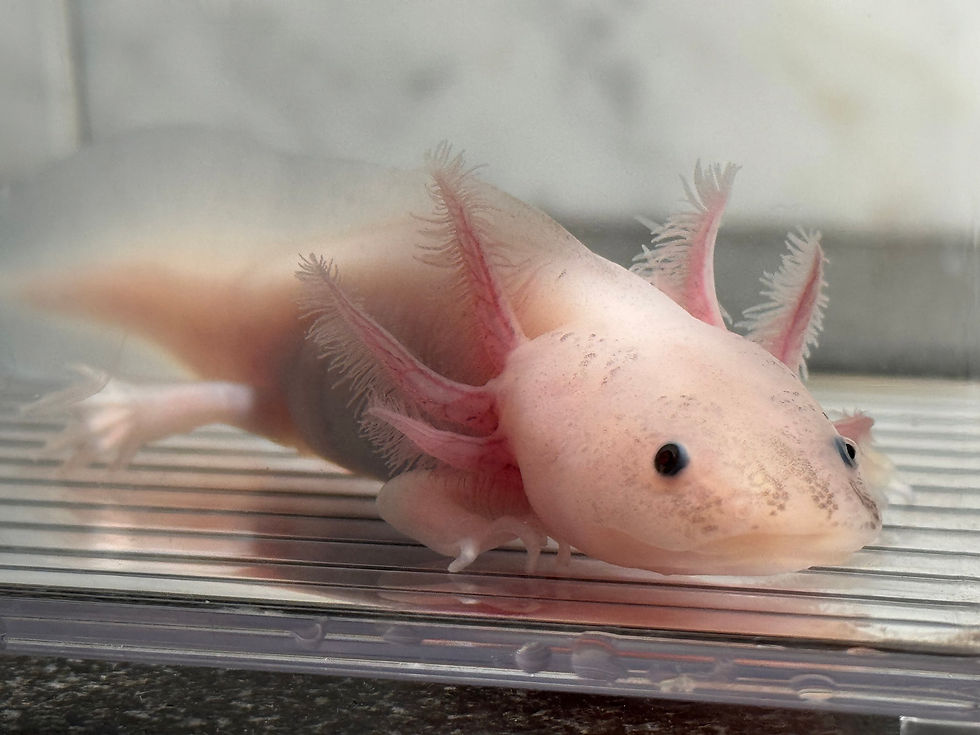 Thumbnail: "Good Redputation" RFP Axolotl (DNA Confirmed Male)