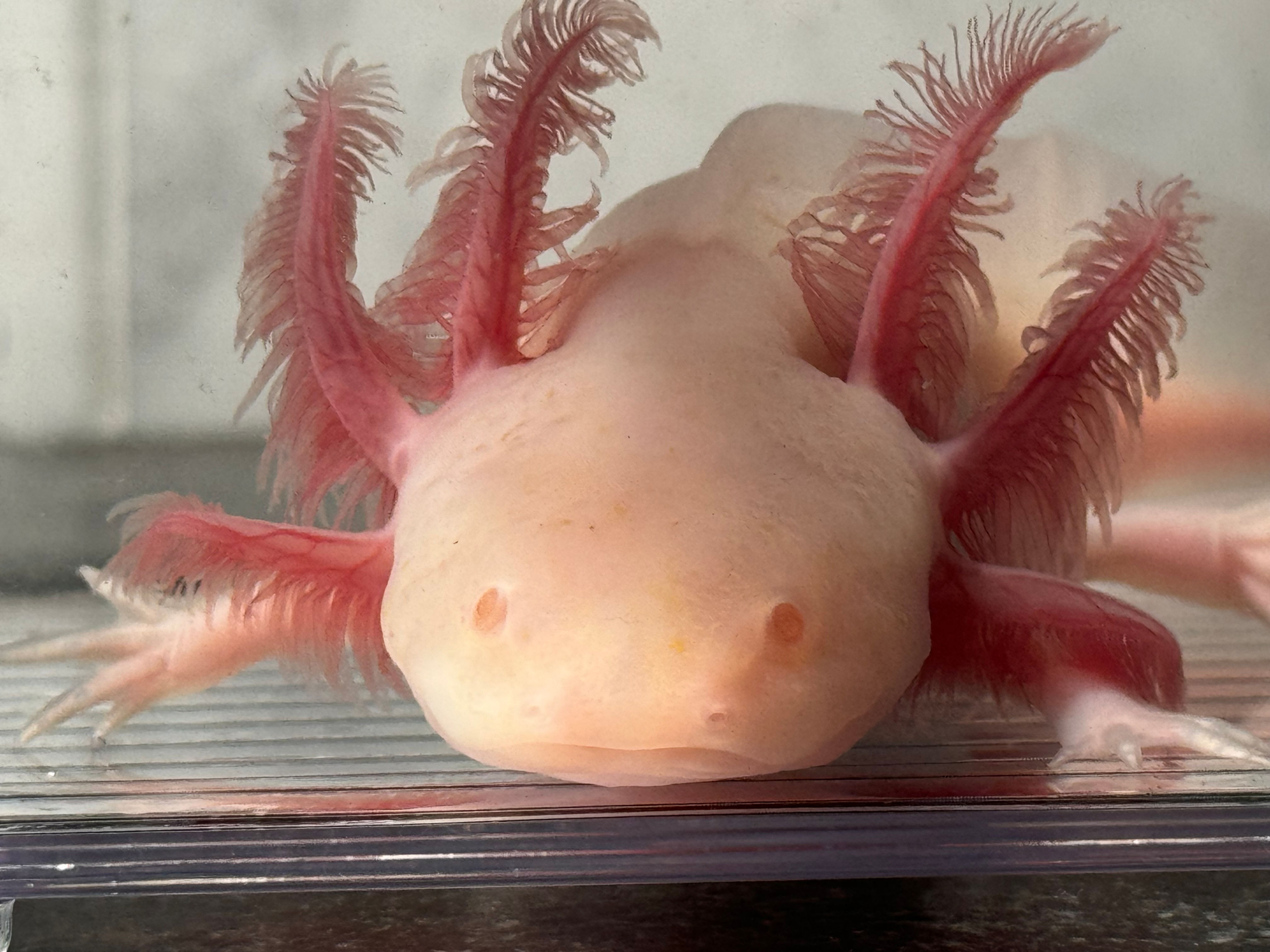 "Zany Fruit" Hypomelanistic Melanoid Albino Axolotl (Probable Female)