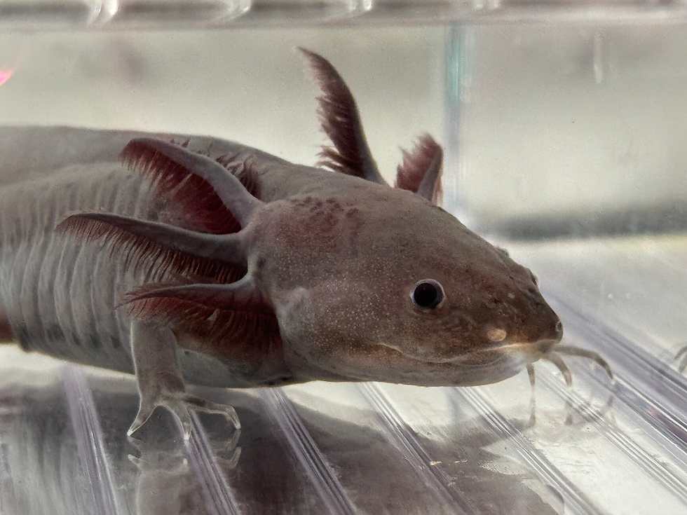 Thumbnail: "Wash And Go" RFP Melanoid Axolotl (Visually Confirmed Male)