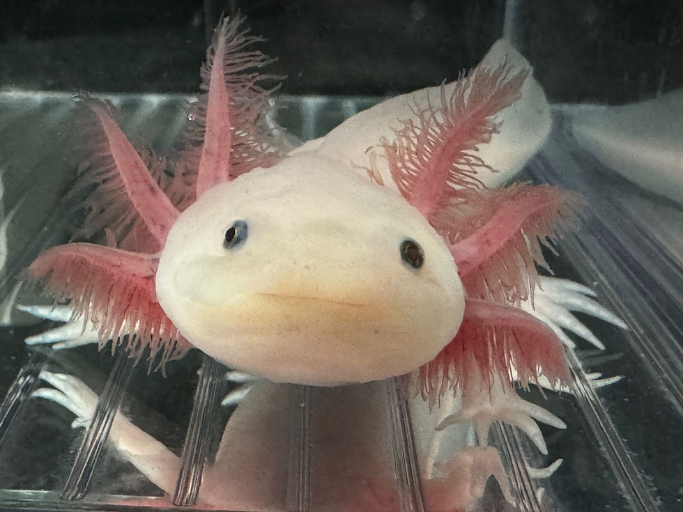 "After All" Leucistic Axolotl (Confirmed Male)