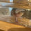 Thumbnail: "Sears" Copper Melanoid Axolotl