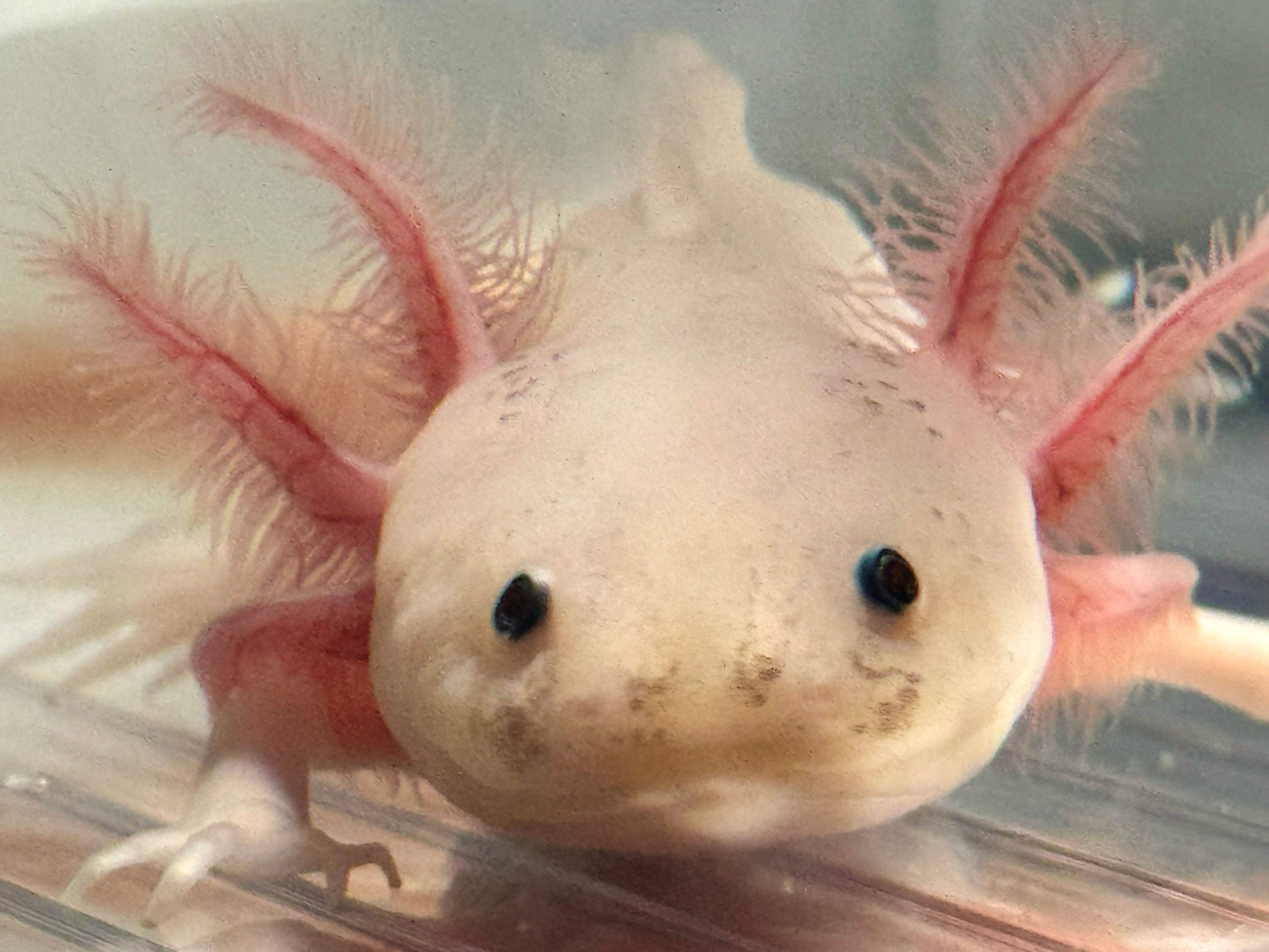 "Chick Flick Cherry" RFP Leucistic Axolotl (DNA Confirmed Female)
