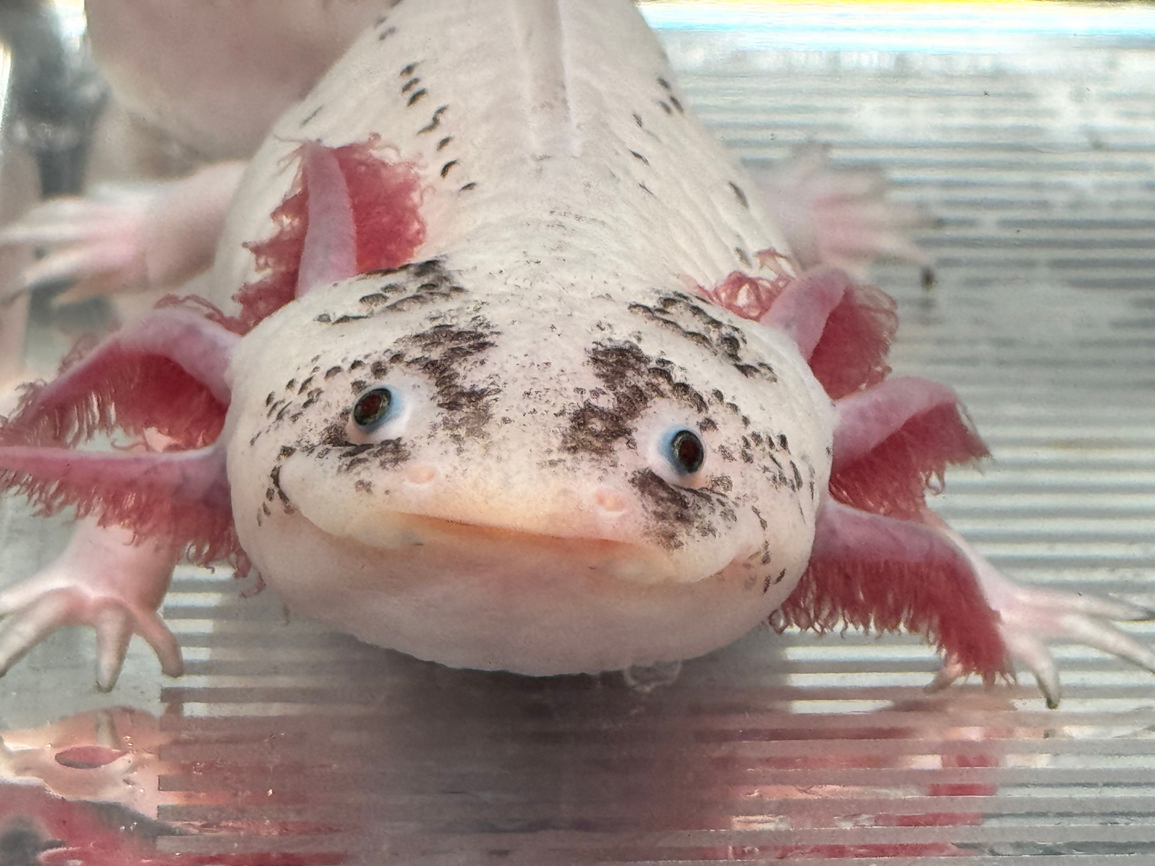 "Mushi" Super Dirty Leucistic Axolotl (Confirmed Female)