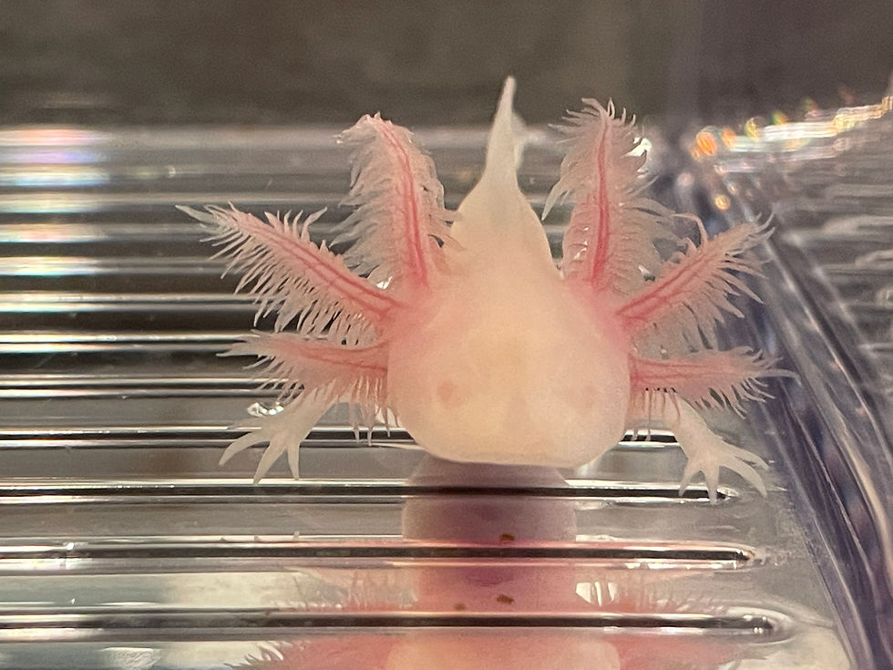 "Same Old Song and Dance" Melanoid Albino Axolotl