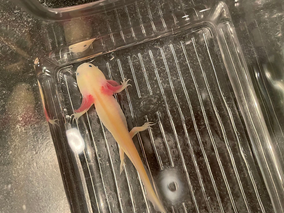Thumbnail: "Paradise City" Super GFP Leucistic Melanoid Axolotl