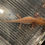 Thumbnail: "Flowbee" Hypomelanistic Spotted Copper Melanoid Axolotl (Suspected Female)