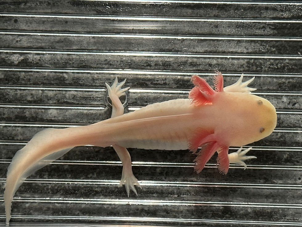 Thumbnail: "Alpha-Bit" Super Hypomelanistic Copper Melanoid Axolotl (Confirmed Male)