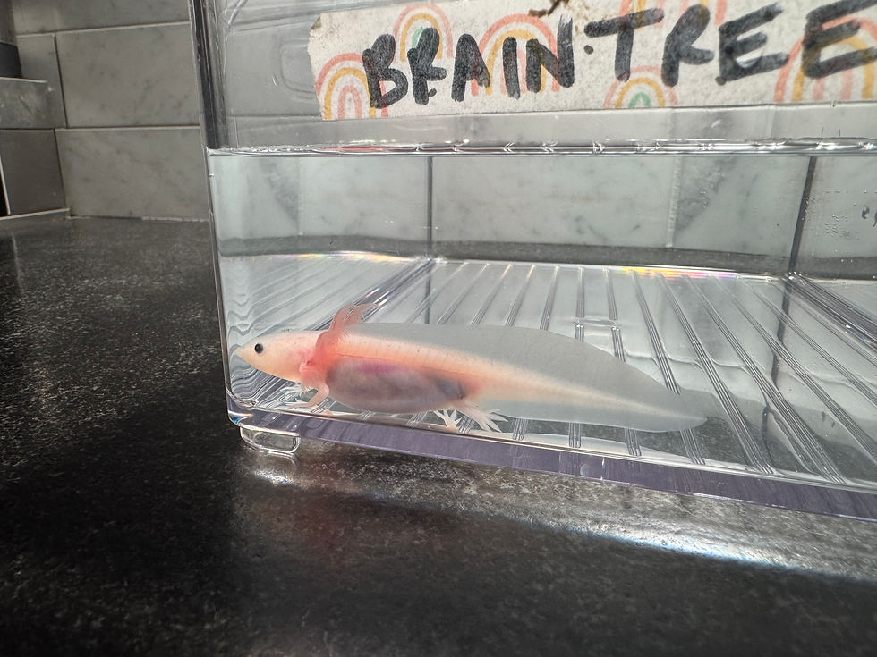Thumbnail: "Braintree" Leucistic Melanoid Axolotl (DNA Confirmed Male)