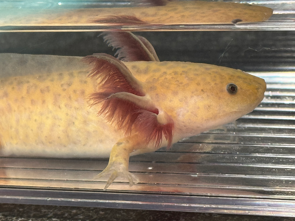 Thumbnail: "Shampoo Box" Copper Axolotl (Unsexed)