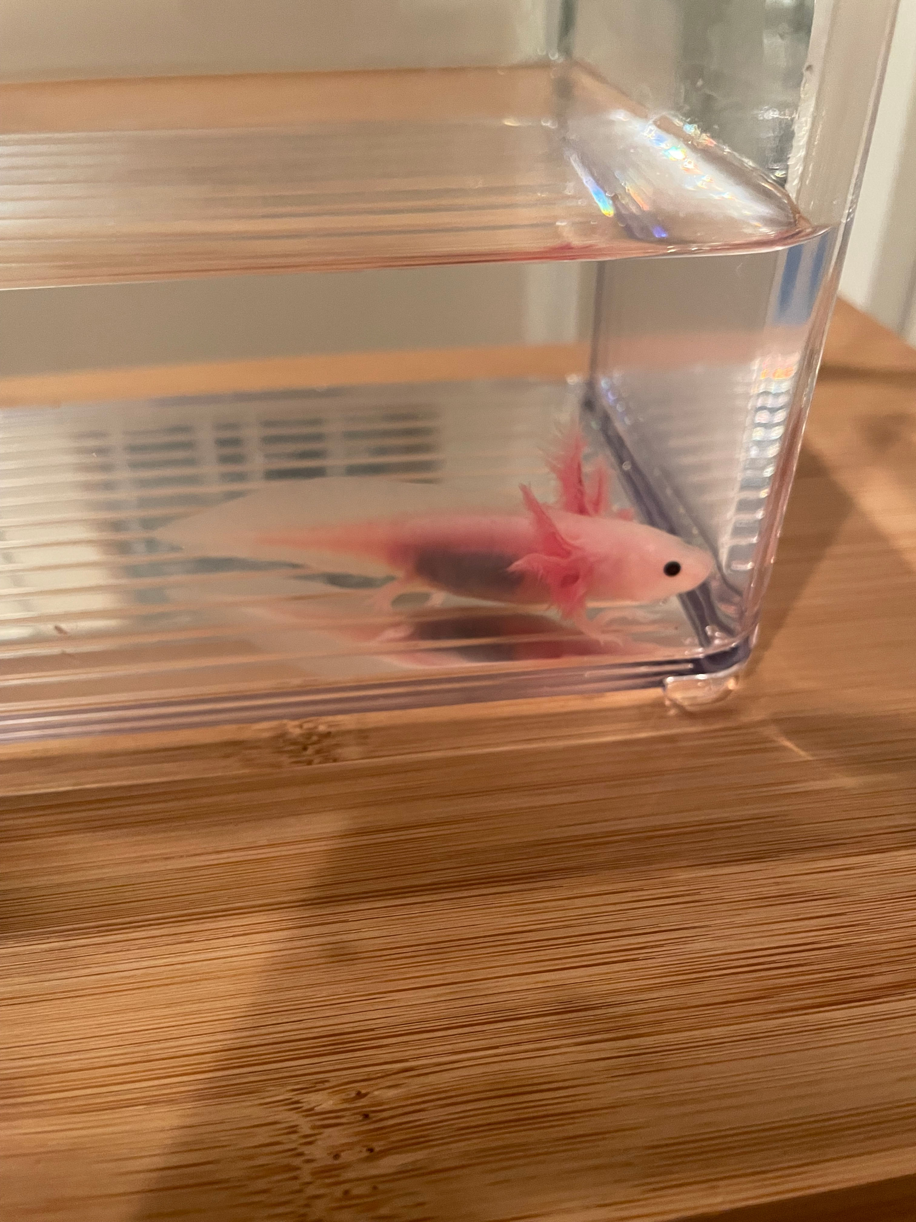 "Pledge" Leucistic Melanoid Axolotl