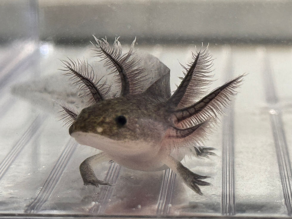 Thumbnail: "Lavender Love" RFP Axanthic Melanoid Axolotl (Unsexed)