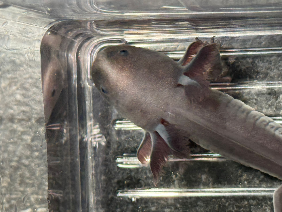 Thumbnail: "Good Hair Day" RFP Melanoid Axolotl (Unsexed)