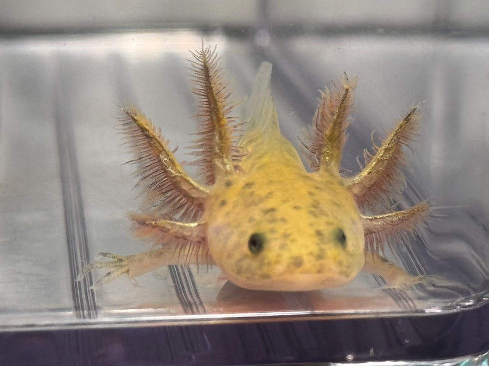 Thumbnail: "Sunny Shine" RFP Hypomelanistic Axolotl (Unsexed)