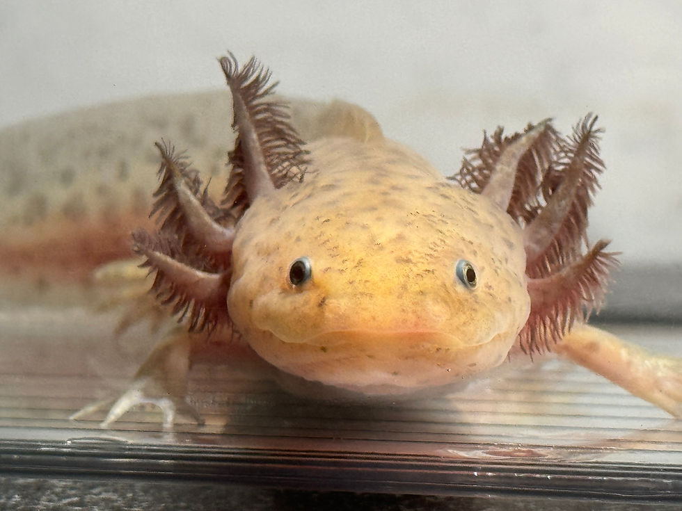 "Martha Dump Truck" Hypomelanistic Axolotl (Probable Female)