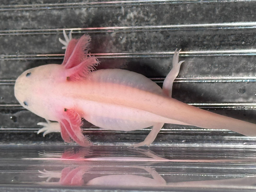 Thumbnail: "Haymarket" Leucistic Melanoid Axolotl (DNA Confirmed Male)