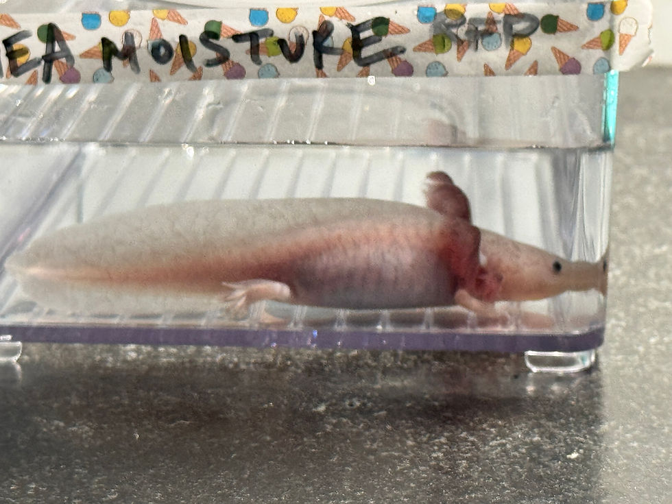 Thumbnail: "Shea Moisture" RFP Axanthic Hypomelanistic Melanoid Axolotl (Unsexed)