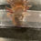 Thumbnail: "Macy" High Iridophore Copper Axolotl (Confirmed Male)