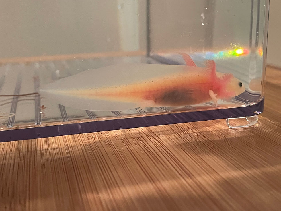 Thumbnail: "Bounce" GFP Leucistic Axolotl