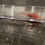 Thumbnail: "Sweet Emotion" Melanoid Albino Axolotl