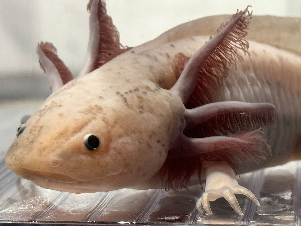 Thumbnail: "Spooner" Hypomelanistic Melanoid Axolotl (Probable Female)
