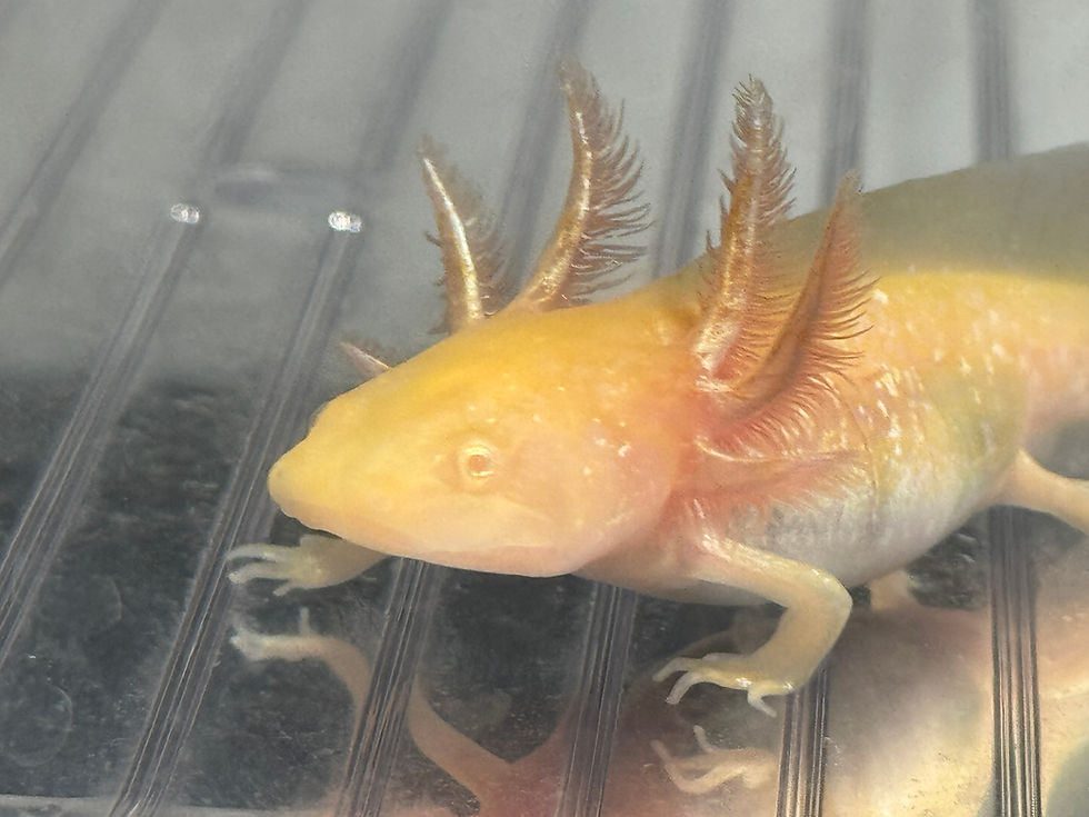 Thumbnail: "Gold Standard" High Iridophore Golden Albino Axolotl (Unsexed)