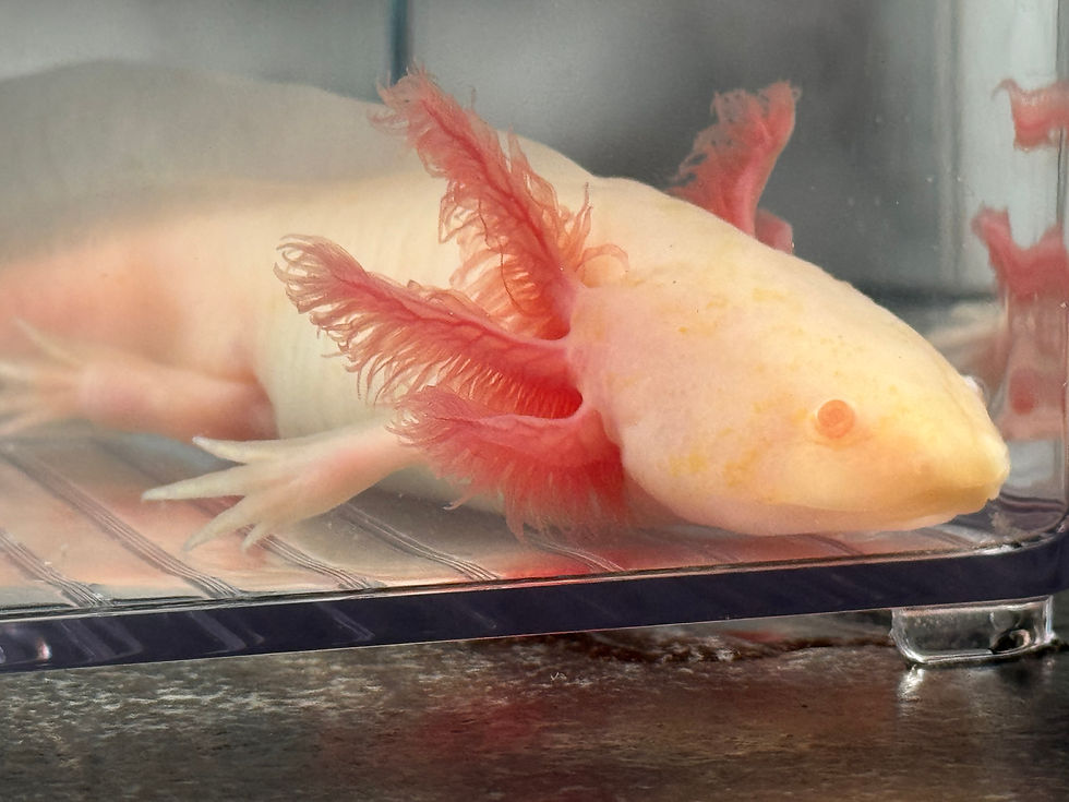 Thumbnail: "Banana Frosted Flake" Hypomelanistic Albino Melanoid Axolotl (Confirmed Male)