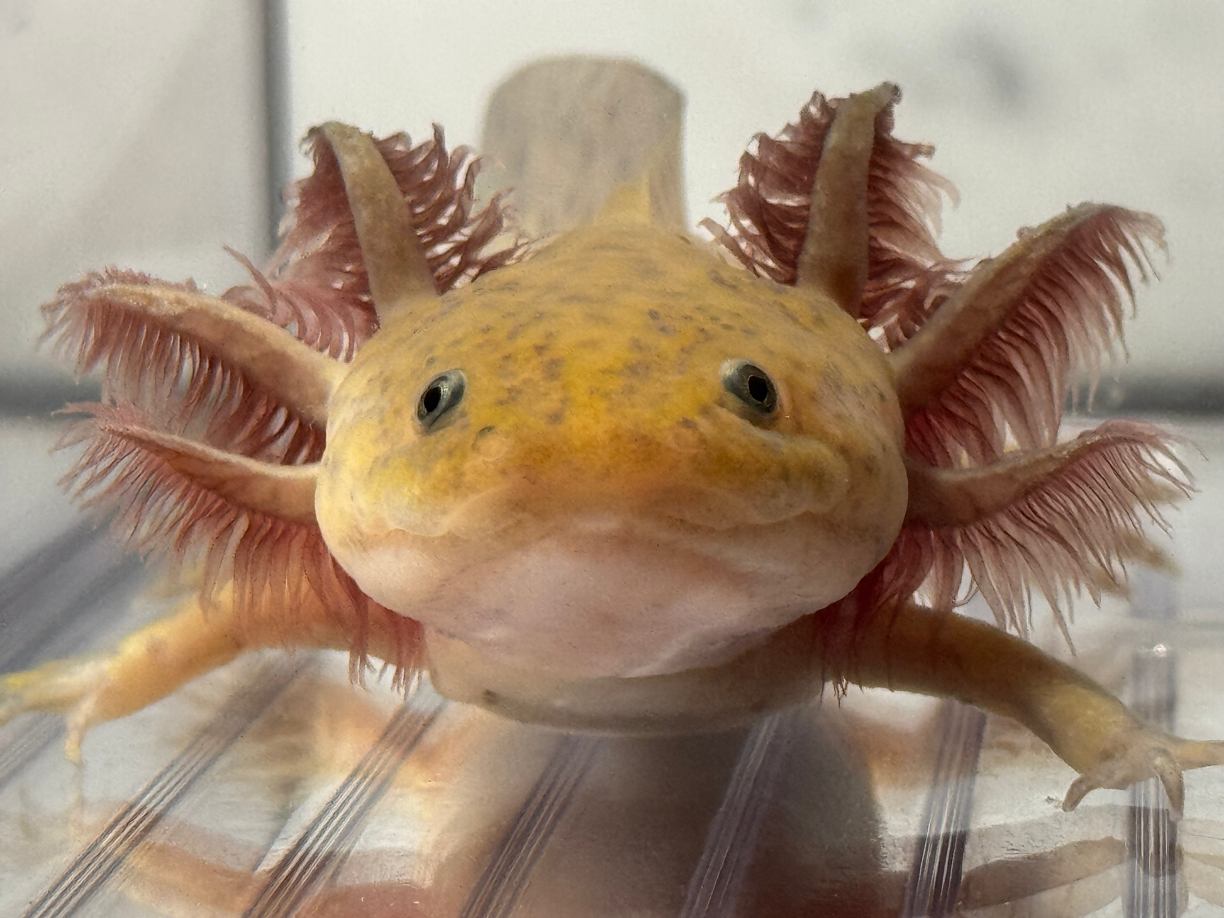 "Shampoo Box" Copper Axolotl (Unsexed)