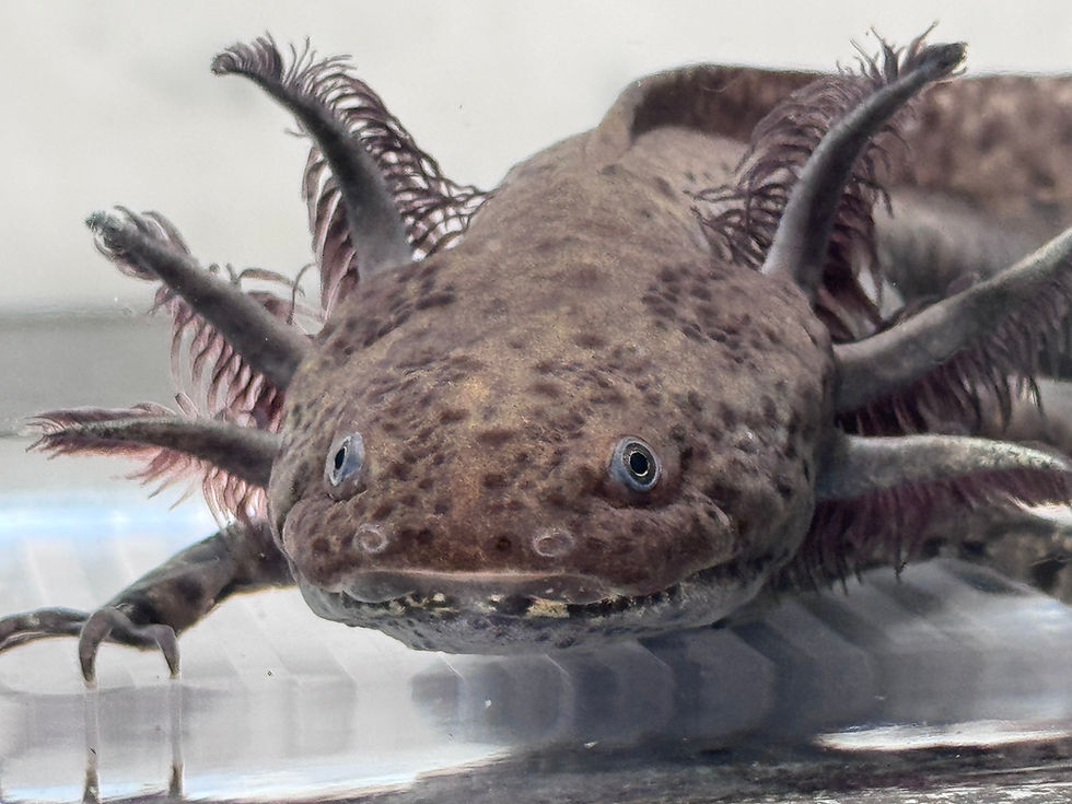 Thumbnail: "Aloe Vera Splash" Wildtype Axolotl (Probable Female)