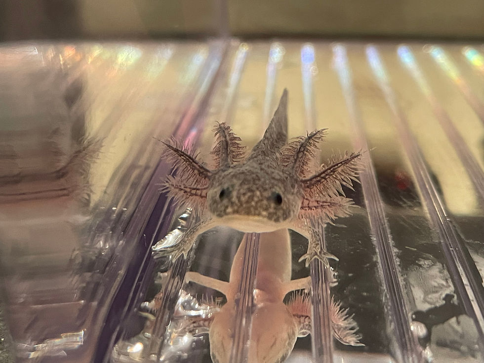 "Lord of the Thighs” Axanthic Axolotl
