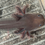 Thumbnail: "Satin Charm" RFP Melanoid Axolotl (Unsexed)
