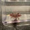 Thumbnail: "Werther" Melanoid Axanthic Copper (MAC) Axolotl