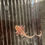 Thumbnail: "Dream On" Light Copper Melanoid Axolotl