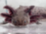 Thumbnail: "Glitz Grove" Wildtype Axolotl (DNA Confirmed Female)