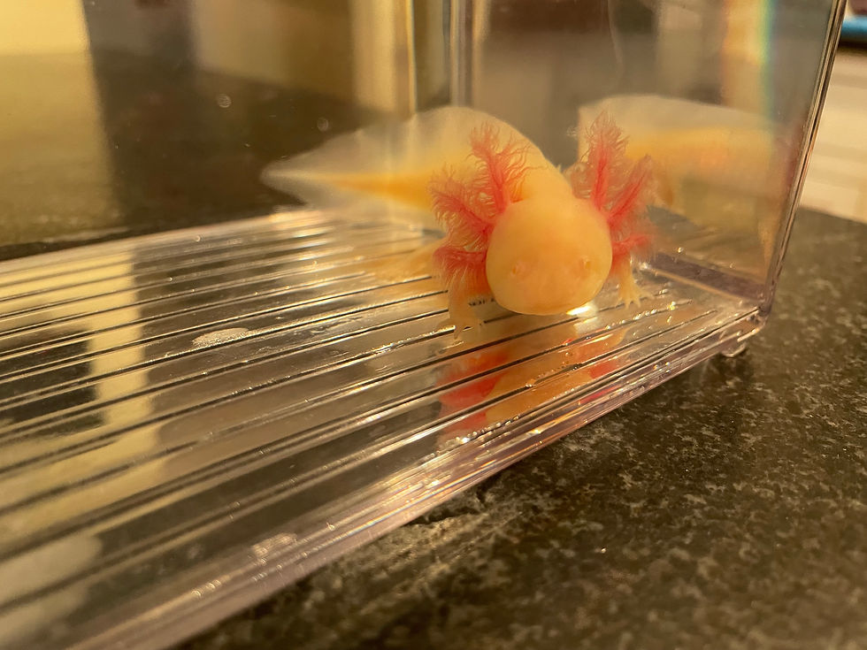 Thumbnail: "Chiclets" Super GFP Albino Axolotl