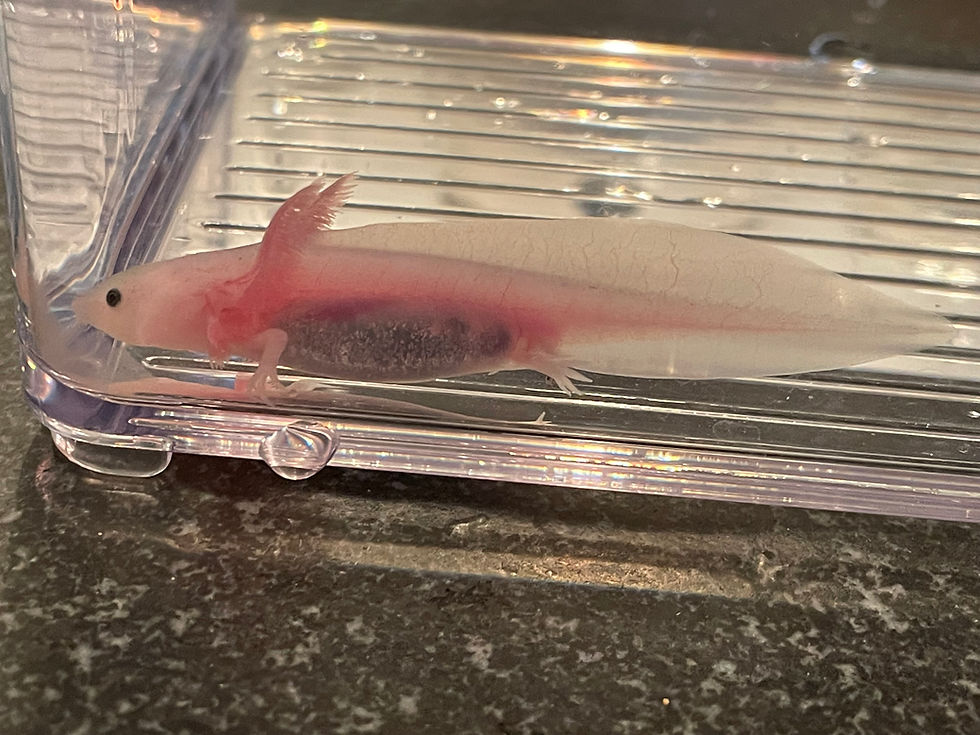 Thumbnail: "Rosanna" Leucistic Axolotl