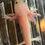 Thumbnail: "Cajun Shrimp" Leucistic Axolotl (DNA Confirmed Male)